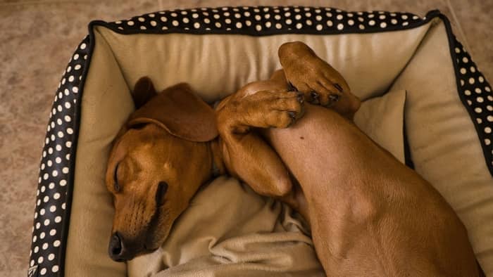 How Much Do Dachshunds Sleep On Average