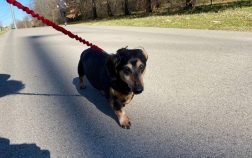 How Much Exercise Does A Dachshund Need And Why?