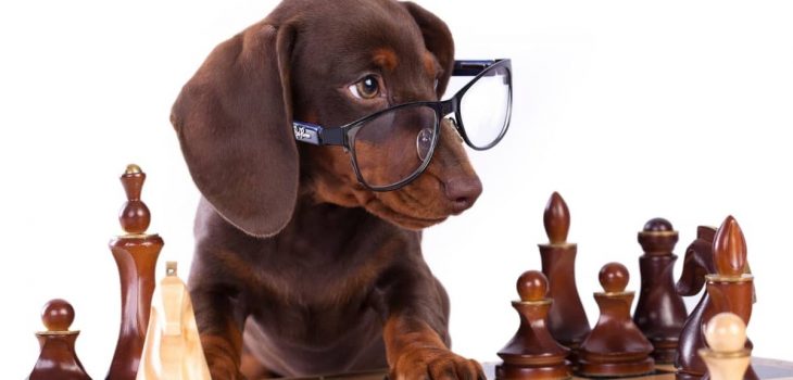 How Smart Are Dachshunds Compared To Other Breeds?