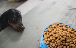 How To Introduce New Dog Food Quickly And Smoothly