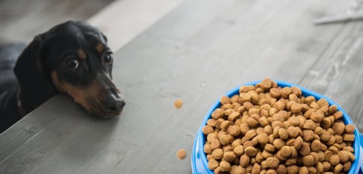 How To Introduce New Dog Food Quickly And Smoothly