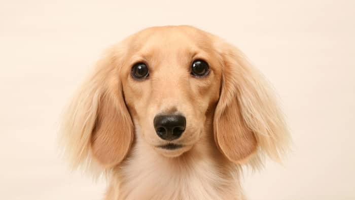 The English Cream Dachshund