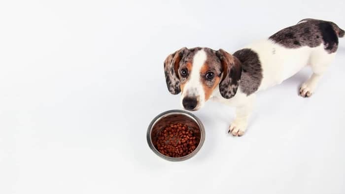 When Is The Right Time For Changing Dog Food
