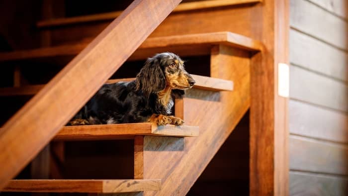 can sausage dogs walk up stairs