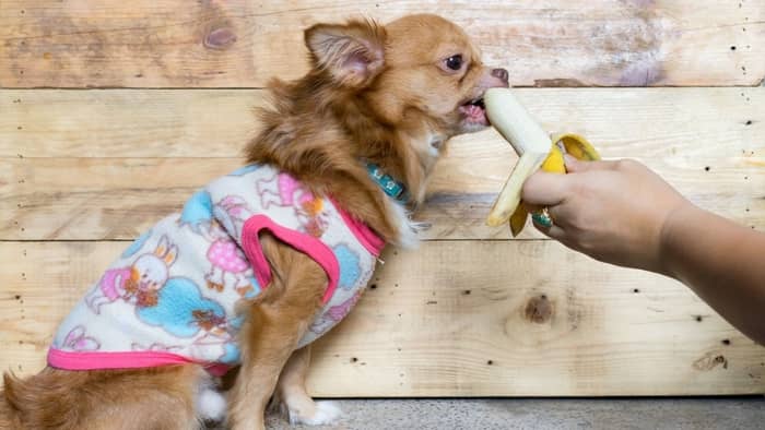 banana is good for dogs
