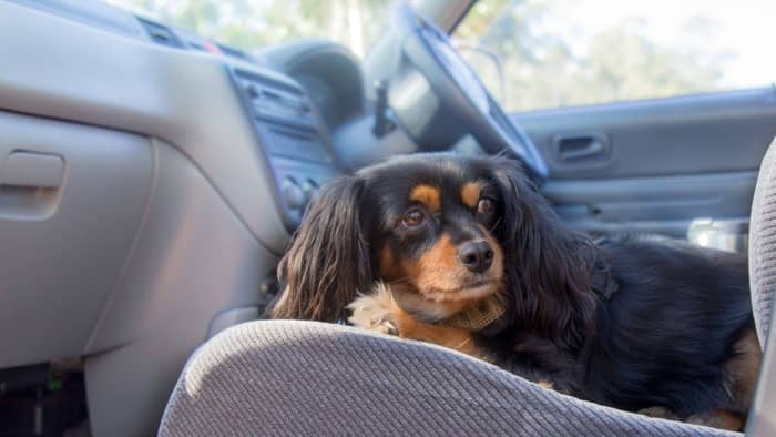 best car seat for dachshund