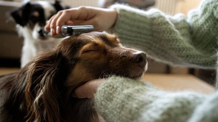 can you shave a long haired dachshund