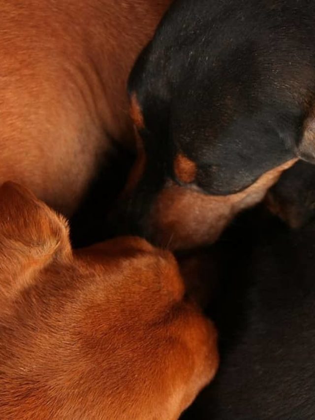 How Much Do Dachshunds Sleep On Average And Why?