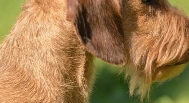 Wheaton Wire Haired Dachshund – A Wild Boar Doxie
