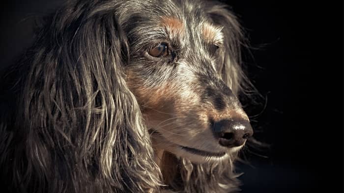 dachshund age calculator