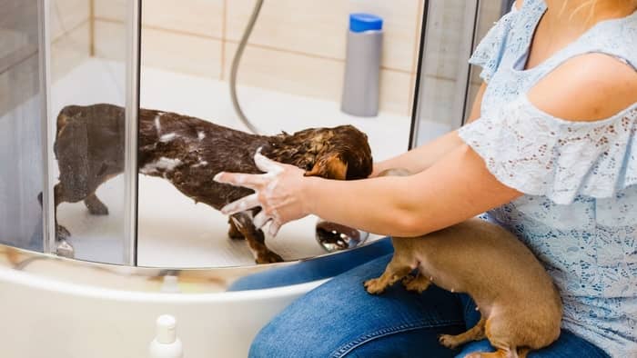 dachshund bathing