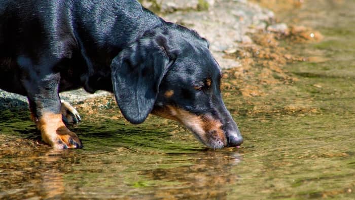 dachshund coughs after drinking water