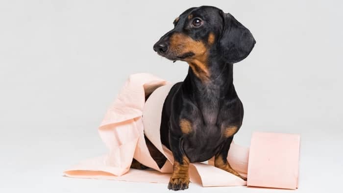 dachshund potty training