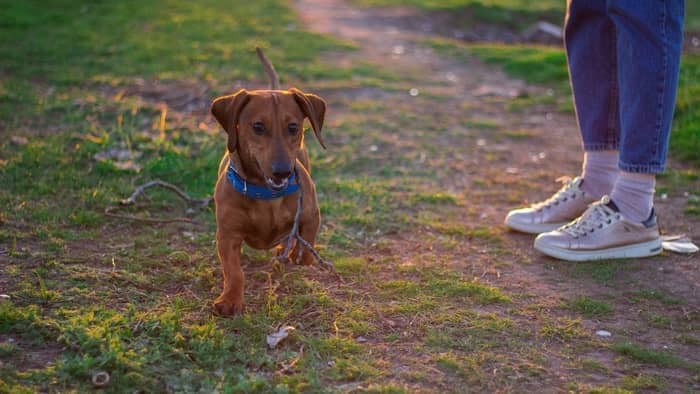 dachshund run