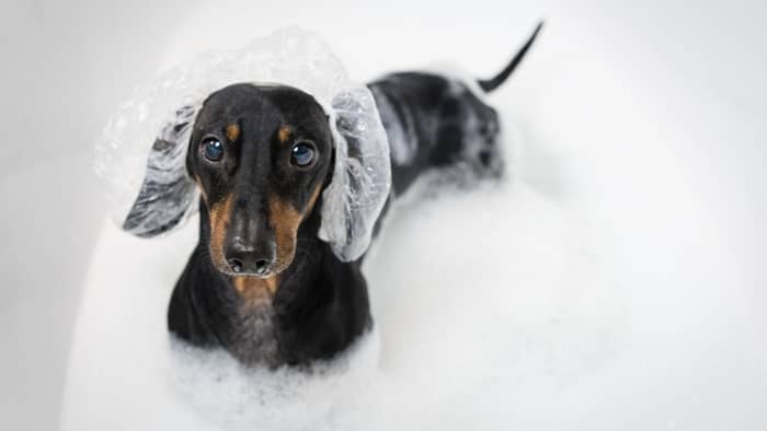 dachshund soap