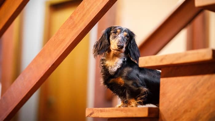 dachshunds and stairs