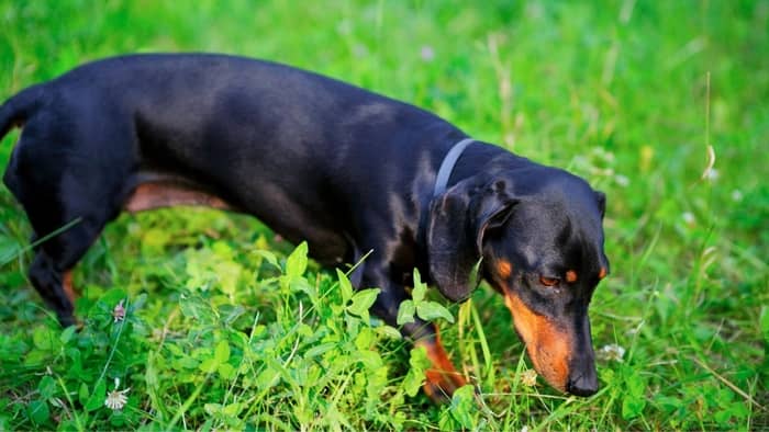 dachshunds have been bred for centuries to just follow their nose and ignore all distractions