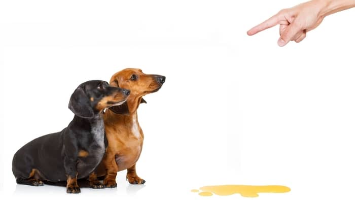 how to potty train a mini dachshund
