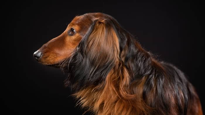 long haired dachshund grooming