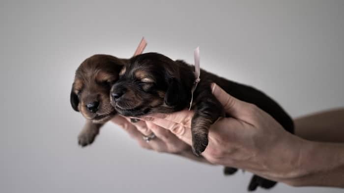 pekingese and dachshund mix