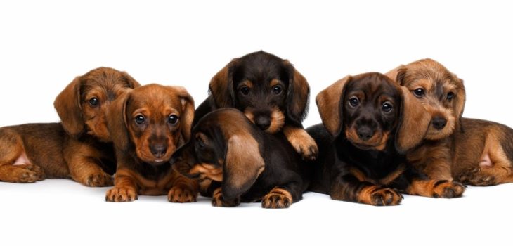 6 Dachshund Puppy Growth Stages And What To Expect