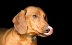 8 Reasons Why Do Dachshunds Lick So Much And What It Means