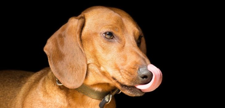 8 Reasons Why Do Dachshunds Lick So Much And What It Means