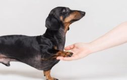 Are Dachshunds As Hard To Train As People Say?