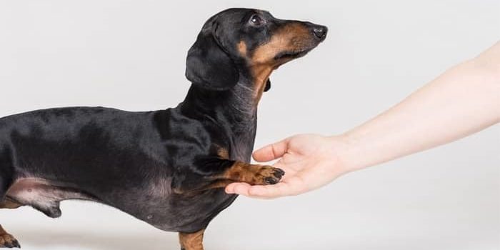 Are Dachshunds As Hard To Train As People Say?
