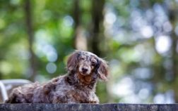 Are Dapple Dachshunds Rare And Why?