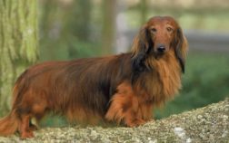 Are Long Haired Dachshunds Double Coated Or Single Coated?