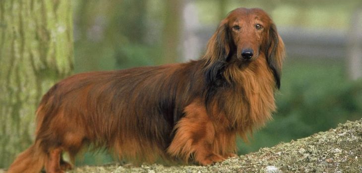 Are Long Haired Dachshunds Double Coated Or Single Coated?