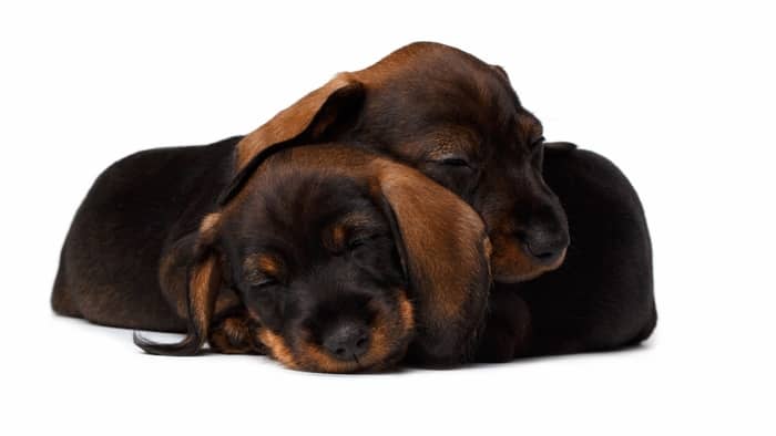 Are dachshund puppies difficult