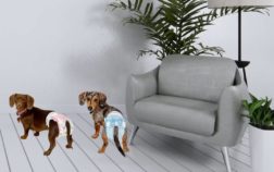 Best Dog Diapers And Belly Bands For Dachshunds