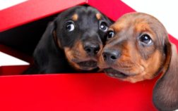 What Size Crate For A Miniature Dachshund?