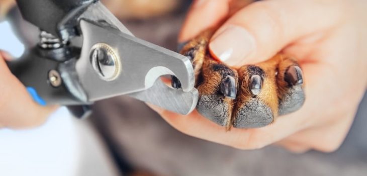How To Cut Dachshund Nails?