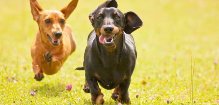Dachshund Diet And Exercise Needs And How To Form A Good Weight Loss Plan?