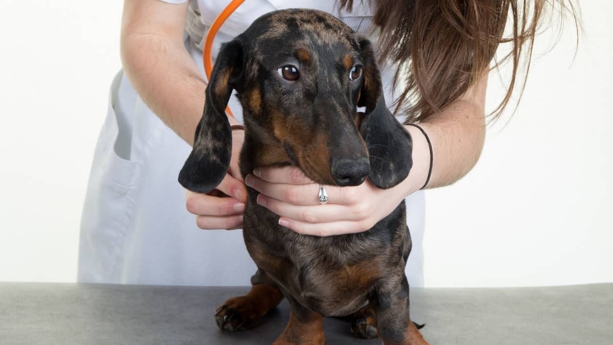 Blue Dachshund Hair Loss: Causes, Symptoms, and Treatment - wide 4