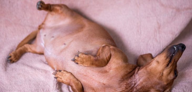 How Long Is A Dachshund Pregnant For?
