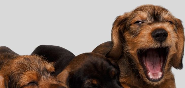 How Much Are Dachshund Puppies?