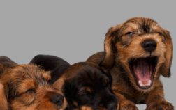 When Do Dachshund Puppies Calm Down?