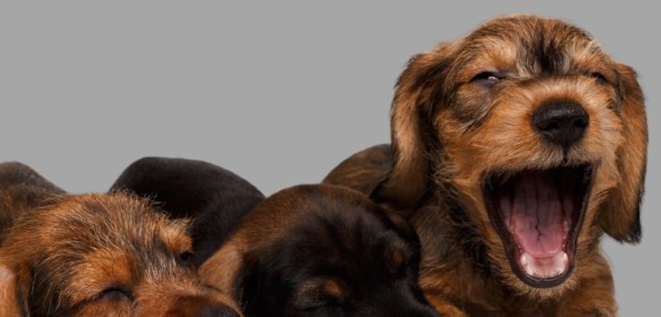 When Do Dachshund Puppies Calm Down?