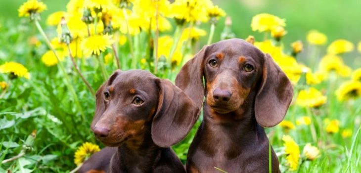 How Much Does A Dachshund Puppy Cost?
