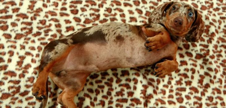 Dachshund Rash On Belly – What Is It And What To Do?