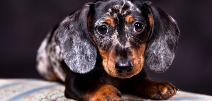 Dachshund Separation Anxiety Barking And What To Do About It?