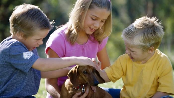 Dachshunds get along with children of all ages