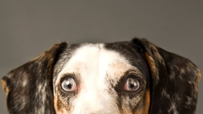 Dapple Dachshund - Eye disorders