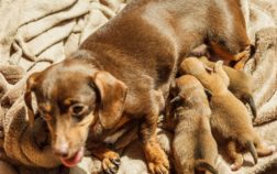 How Much To Feed A Dachshund Puppy?