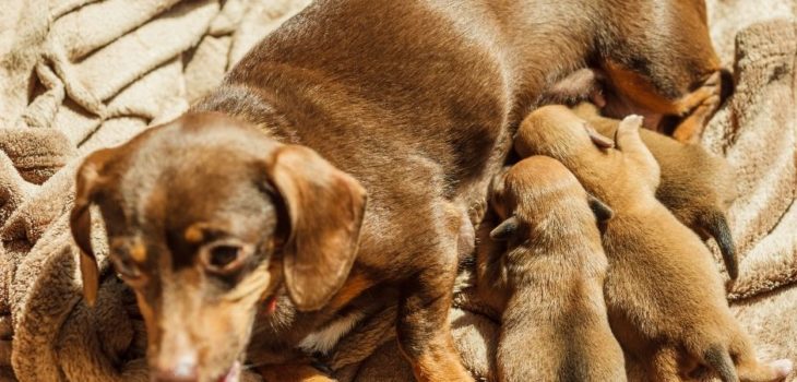 How Much To Feed A Dachshund Puppy?