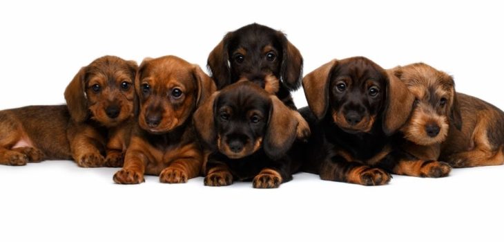 How Much To Feed Dachshund Puppy?